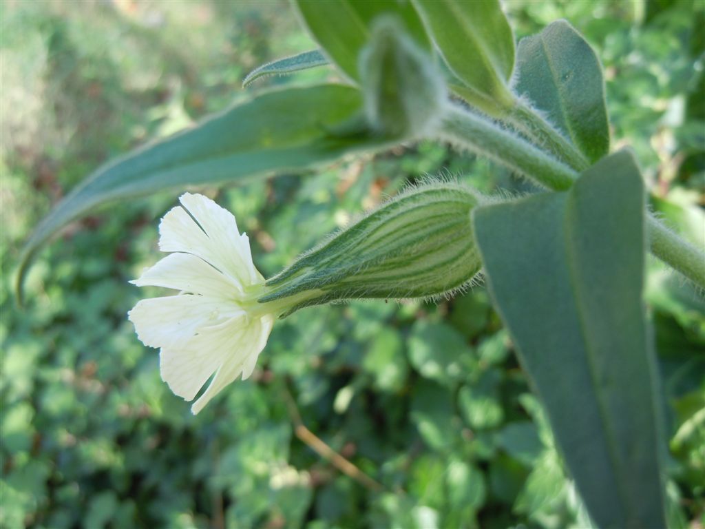 Silene latifolia